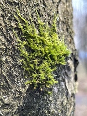 Amblystegium serpens
