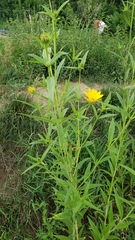 Helianthus nuttallii