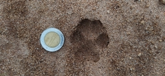 Urocyon cinereoargenteus