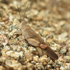 Trimerotropis modesta