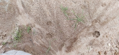 Urocyon cinereoargenteus