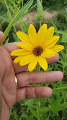 Helianthus nuttallii