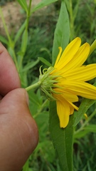Helianthus nuttallii