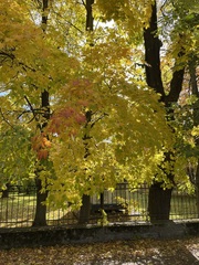 Acer