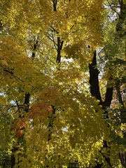 Acer