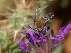 Amegilla quadrifasciata