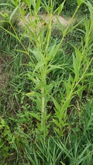 Helianthus nuttallii