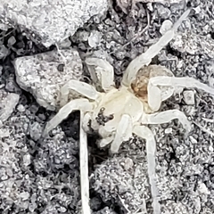 Cheiracanthium mildei