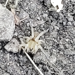 Cheiracanthium mildei