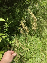 Scirpus pedicellatus