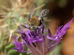 Amegilla quadrifasciata
