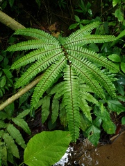 Adiantum pulverulentum