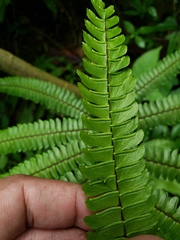 Adiantum pulverulentum