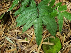 Adiantum pulverulentum
