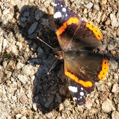 Vanessa atalanta