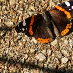 Vanessa atalanta
