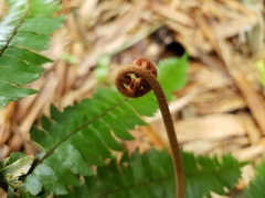 Adiantum pulverulentum
