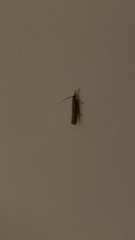 Agriphila tristella