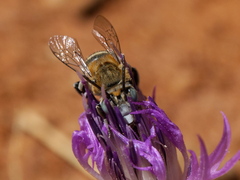 Amegilla quadrifasciata