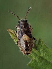 Heterogaster urticae