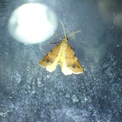 Mellilla xanthometata