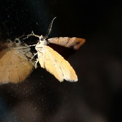 Mellilla xanthometata