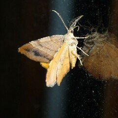 Mellilla xanthometata