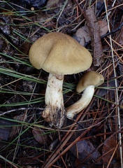 Leprocybe