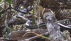 Chironius bicarinatus