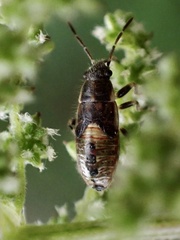 Heterogaster urticae