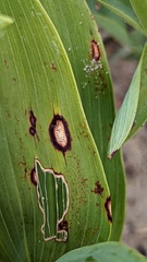 Phyllosticta cruenta