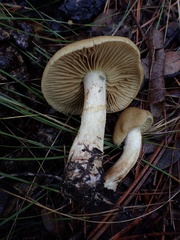 Leprocybe