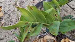 Phyllosticta cruenta