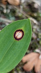 Phyllosticta cruenta