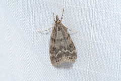Scoparia penumbralis
