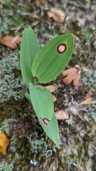 Phyllosticta cruenta