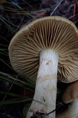 Leprocybe