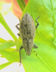 Tanymecus lacaena