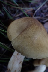 Leprocybe