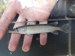 Esox americanus