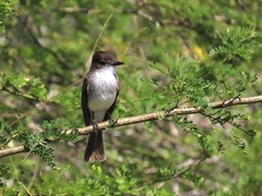Myiarchus antillarum