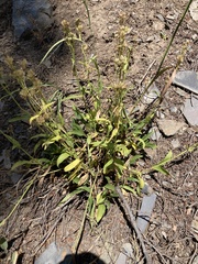 Penstemon attenuatus