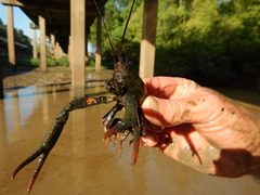 Procambarus zonangulus