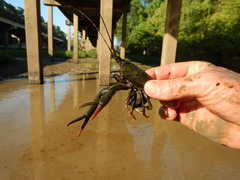 Procambarus zonangulus