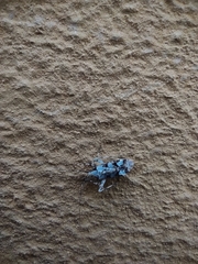 Phytocoris tiliae