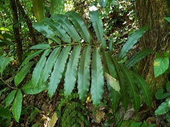 Danaea nodosa