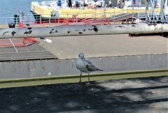 Chroicocephalus ridibundus