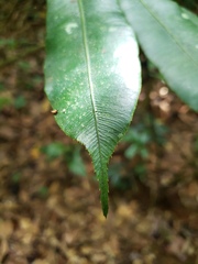 Danaea nodosa
