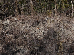 Euptoieta hegesia watsoni