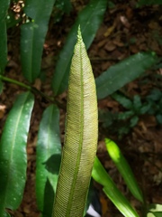 Danaea nodosa